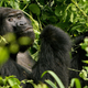 A Silverback male mountain gorilla sits in the dense jungle of Uganda’s Bwindi National Park
